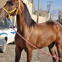 کره مادیان عرب یکسر کورسی