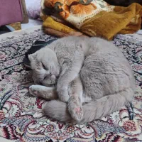 گربه اسکاتیش نر با کیفیت