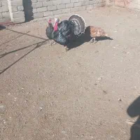 گوشتی بوقلمون