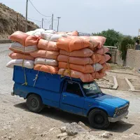 کاه گندم درجه ۱