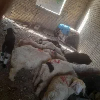 بره