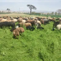 فروش پشم گوسفند