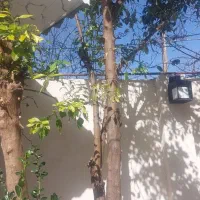 سندتک برگ ویلا(روستا)برآسفالت روستا(400متر)