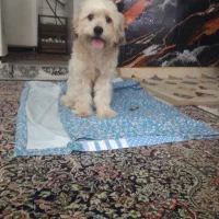 پودل میکس ۱۱ماهه|سگ|پیشوا, |دیوار