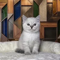گربه بریتیش سیلور
