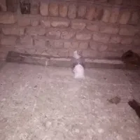 یک جفت نرو ماده|پرنده|بیرانوند, |دیوار