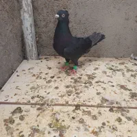 کبوتر سیاه کاکلی