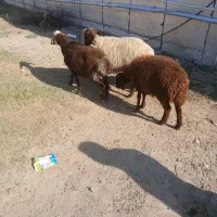 گوسفند|حیوانات مزرعه|سیمین شهر, |دیوار