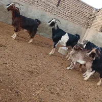 بز زایده|حیوانات مزرعه|پیشوا, |دیوار