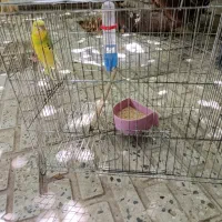 مرغ عشق