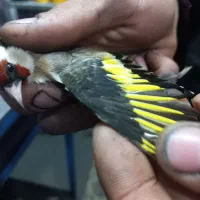 سهره سره نر