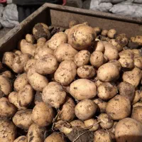 خرید و‌ فروش سیب زمینی