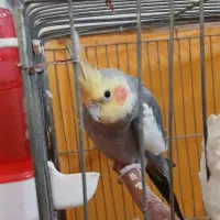 یک جفت عروس هلندی دستی مفت