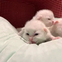 رزرو گربه های با اصالت و با کیفیت|گربه|محمودآباد, |دیوار