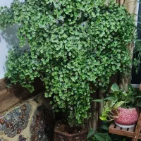 گل مصنوعی|گل مصنوعی|تهران, سلیمانی|دیوار