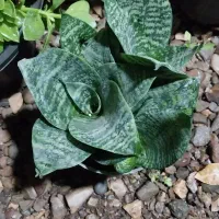گلخونه ی خیابان نهضت