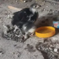 سگ پا کوتاه پیدا کردم