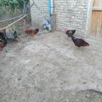 خروس محلی|حیوانات مزرعه|مرند, |دیوار