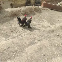 خروس مغرور سر - و جوجه خروس