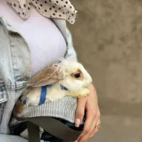 خرگوش شناسنامه دار با همه وسایل