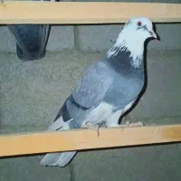 فروش کبوترزمانتی