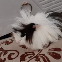 خوکچه هندی نر|موش و خرگوش|بوکان, |دیوار