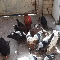 مرغ و خروس محلی|حیوانات مزرعه|شیراز, قلعه نو|دیوار