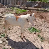 مال شناس میدونه این چیه