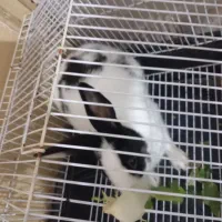 خرگوش|موش و خرگوش|رشت, سلیمانداراب|دیوار