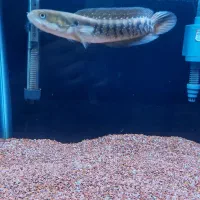 ماهی چانا آسیاتیک