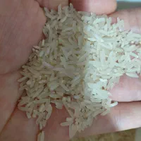 برنج فجرسوزنی ۹۰روزه دهنه زرینگل