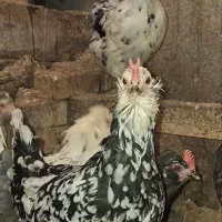 خروس گلین اصیل