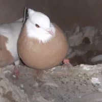 طوقی زرد و زرد خال سیا|پرنده|هلالی, |دیوار