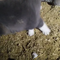 سگ نگهبان|سگ|سردرود, |دیوار