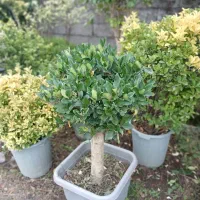 شمشا د طلایی|خدمات باغبانی و درختکاری|رامسر, |دیوار