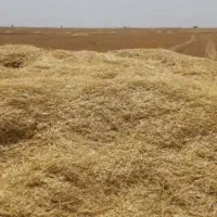 فروش کاه گندم