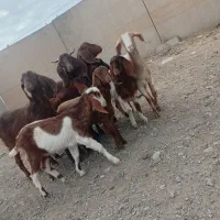 بز و بزقاله خارجی جوان