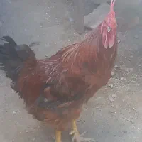 خروس