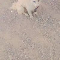 سگ پاکوتاه خیلی باهوش وزرنگ|سگ|زابل, |دیوار