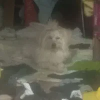 سگ پاکوتاه وپشمالو|سگ|ماهان, |دیوار