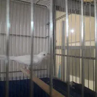 قناری نر سفید جوان سه دانگ|پرنده|کرمانشاه, |دیوار