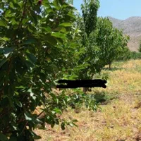 فروش باغ گیلاس والبالوودرختان متنوع