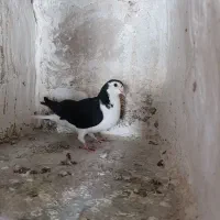 جفت کله سبز با ساده