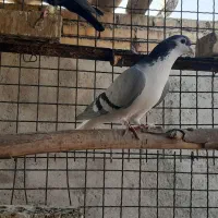 کبوتر رنگی و دورگ|پرنده|باوی, |دیوار