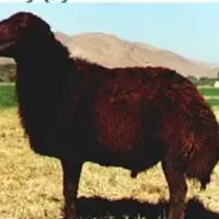 قوچ نژاد افشاری