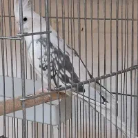عروس هلندی ماده دوکت پروانه ای