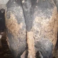 دوعدد گوساله سوپر چاق