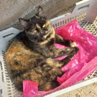 گربه|گربه|هشتگرد, شهرک اداری|دیوار