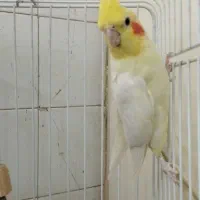 عروس هلندی دستی نر و ماده
