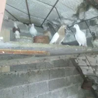 فروش کبوترخانگی